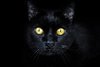 Black Cat Power "zieht Glücksenergien an, generiert Siegermentalität, starkes Charisma"