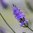 LAVILIAT - Lavender Violet Light Atomic