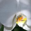 Orchid Deva Ermächtigung
