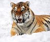 SENGGORO MACAN Inner Power "Kraft des Tigers"