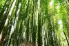 Bamboo Essence