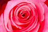 Fantasy Mystical Rose