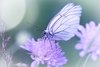 Weißer Schmetterling von Hera Einstimmung "Schutz für Kinder, Erweckung des Inneren Kindes"