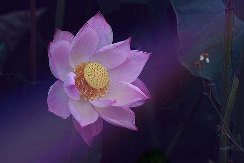 Sweet Lotus of Beauty Reiki "geistige, spirituelle und physische Schönheit"